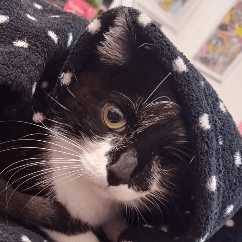 Foto em close de um cachorro