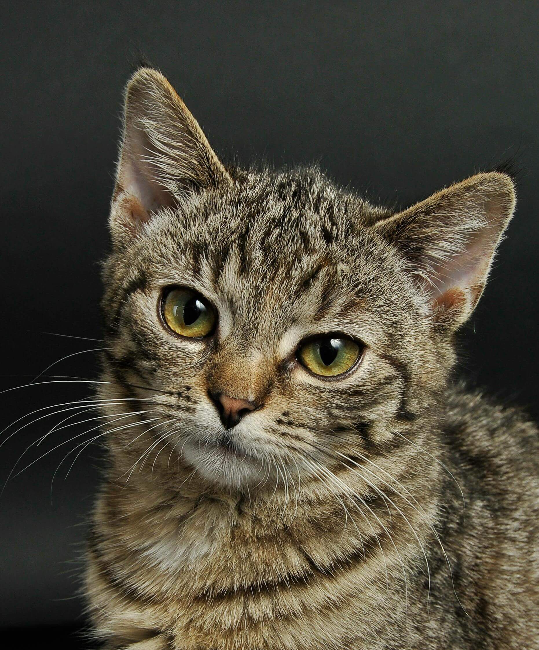 Foto em close de um gato